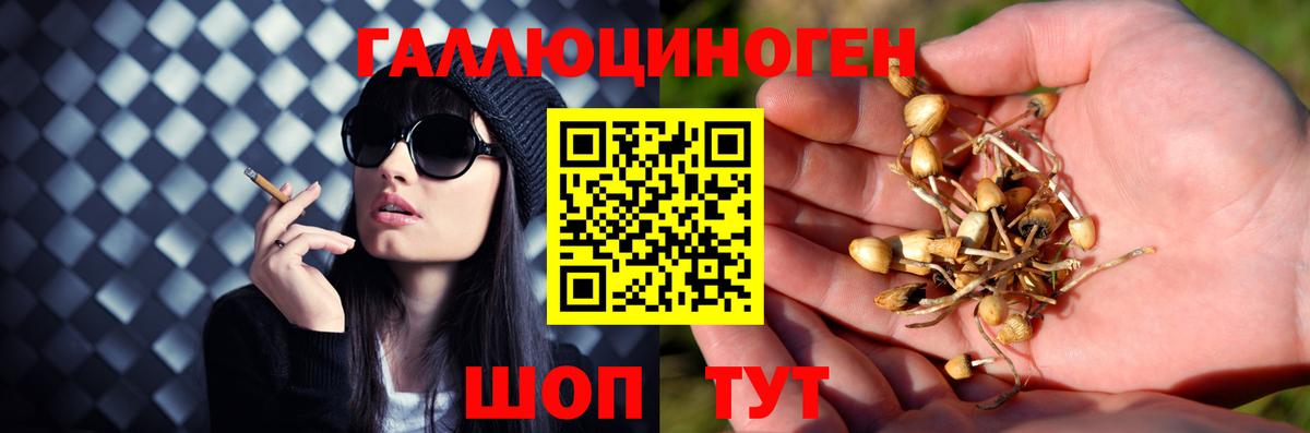 Псилоцибиновые грибы Cubensis Чехов